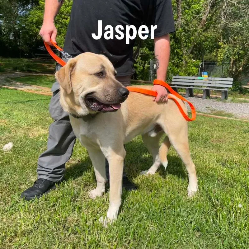 A young extra large-sized male Anatolian Shepherd dog named Jasper for adoption in Oak Ridge, TN