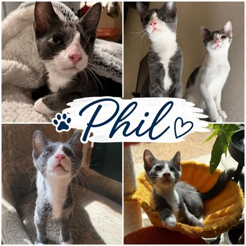 A baby small-sized male Gray / Blue / Silver Domestic Short Hair cat named Phil for adoption in Orangevale, CA