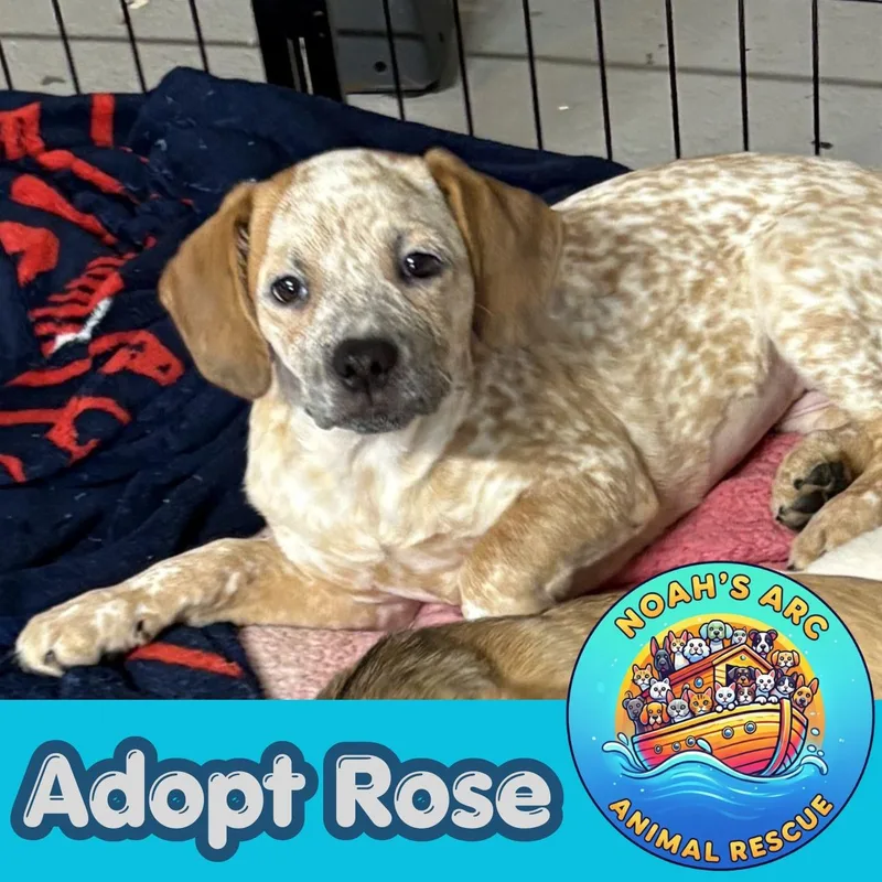 A baby small-sized female Red / Chestnut / Orange Australian Cattle Dog / Blue Heeler dog named Rose for adoption in Talbott, TN