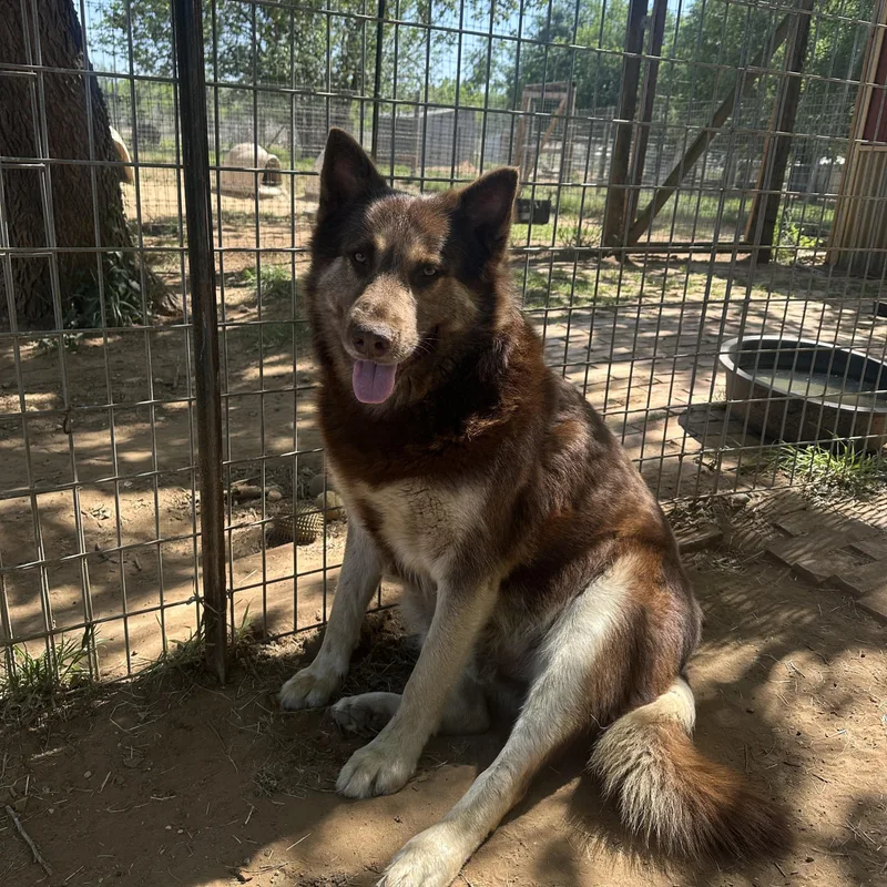 An adult medium-sized male German Shepherd Dog dog named Comet for adoption in Seguin, TX