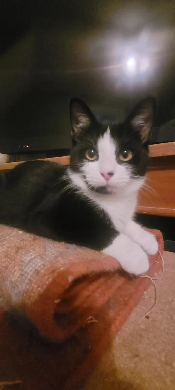 A young medium-sized female Black & White / Tuxedo Domestic Short Hair cat named Bandi for adoption in Bardstown, KY
