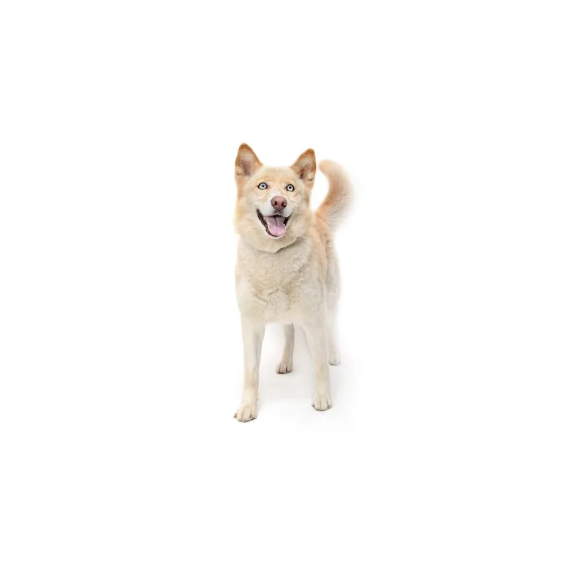 An adult medium-sized female White / Cream Husky dog named Lady for adoption in Playa Vista, CA