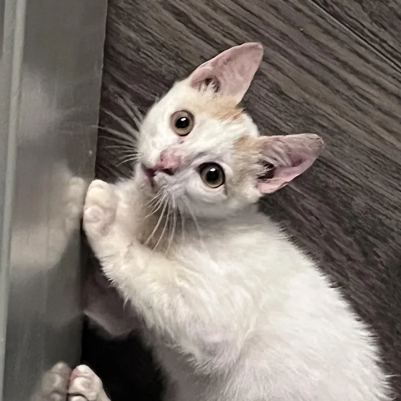 A baby small-sized male Orange & White Domestic Short Hair cat named Manicotti for adoption in Liverpool, TX