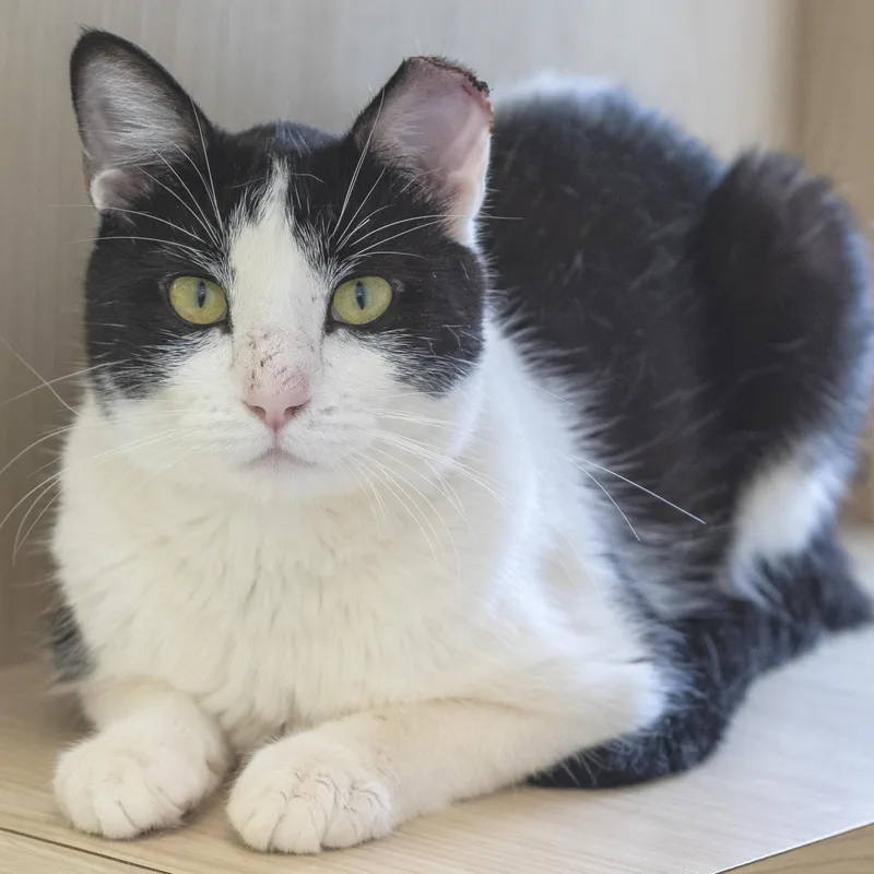 An adult medium-sized male Black & White / Tuxedo Domestic Short Hair cat named Atom for adoption in Pontiac, MI