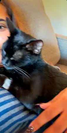 A young medium-sized female Black Domestic Short Hair cat named Dot for adoption in Pittsburgh, PA