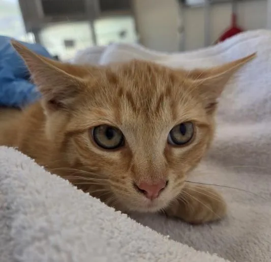 A baby small-sized male Domestic Short Hair cat named Root Beer Float for adoption in Brighton, CO