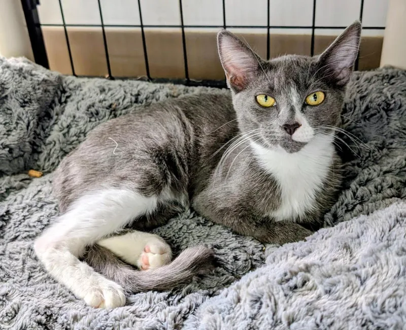 A baby medium-sized female Domestic Short Hair cat named Toni AHS for adoption in Peoria, AZ