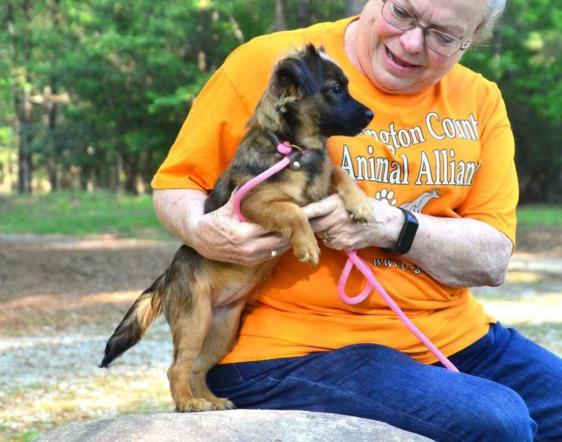 A young small-sized female Tricolor (Brown, Black, & White) Chihuahua dog named Katie Bug for adoption in Willingboro, NJ