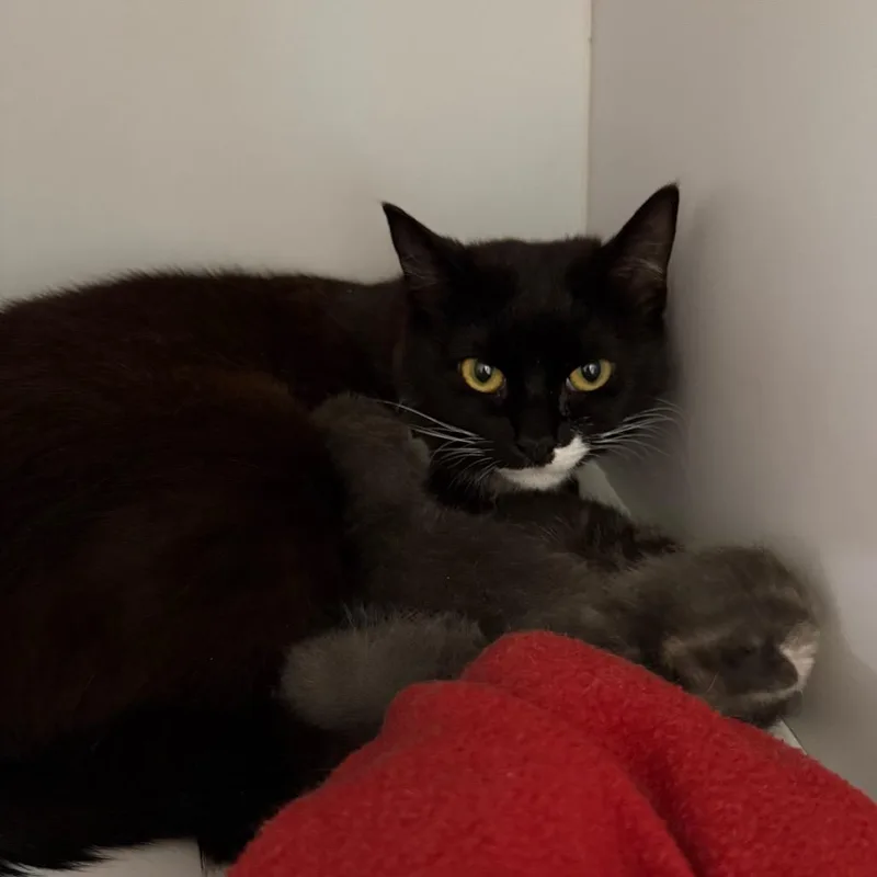 A young medium-sized female Black Domestic Short Hair cat named Rasgulla for adoption in Kanab, UT