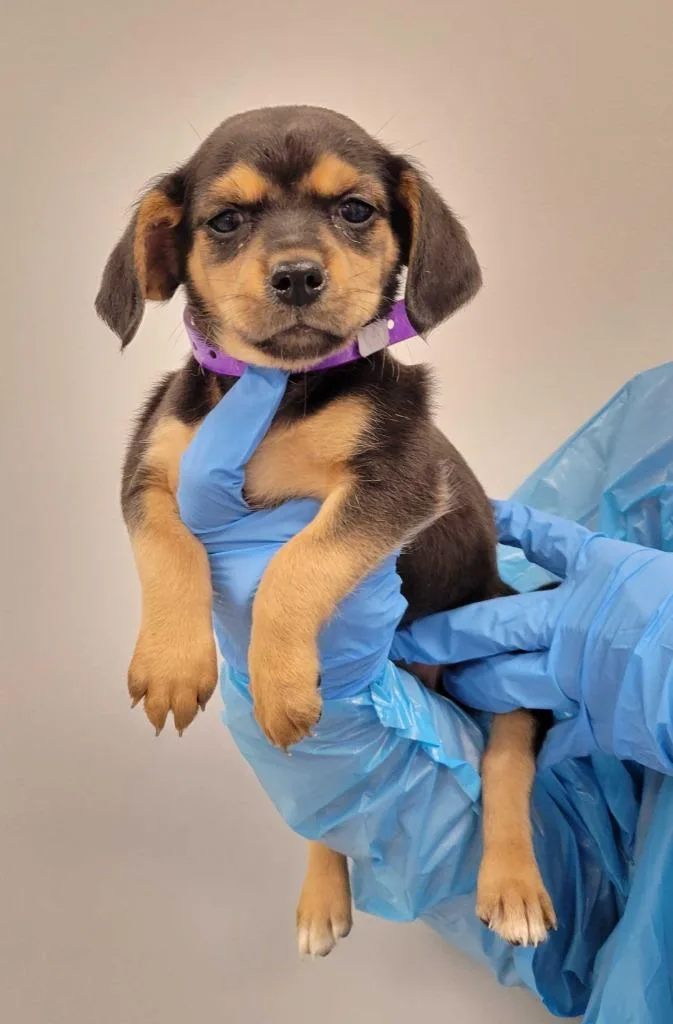 A baby medium-sized female Chihuahua dog named Jasmine for adoption in Chillicothe, OH