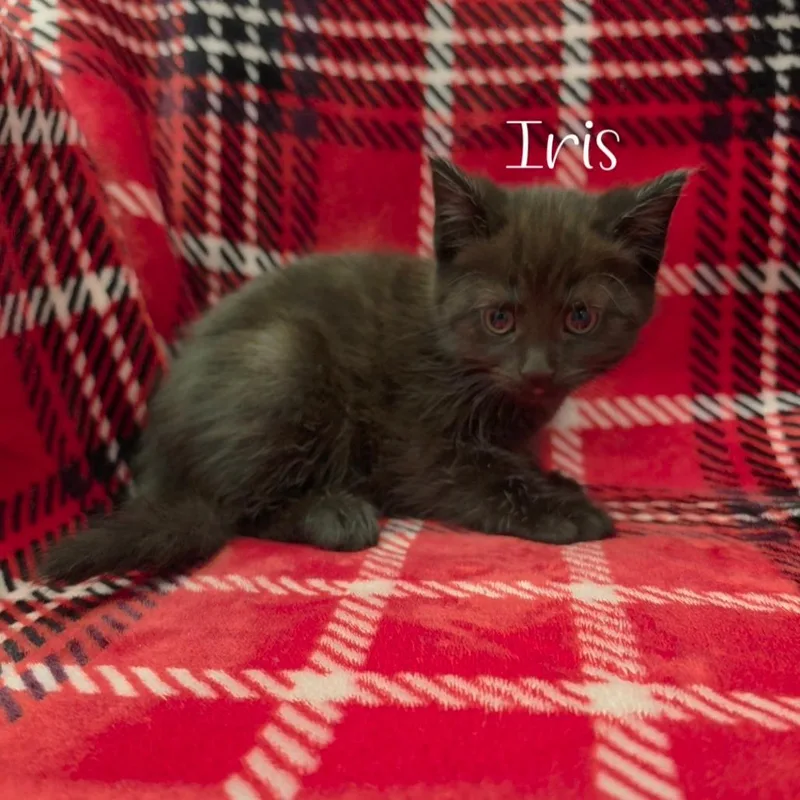 Iris