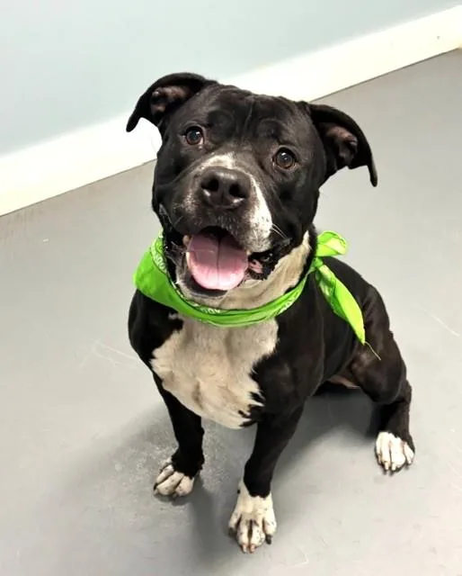 A young large-sized male Black Terrier dog named Bruce for adoption in Hawk Point, MO