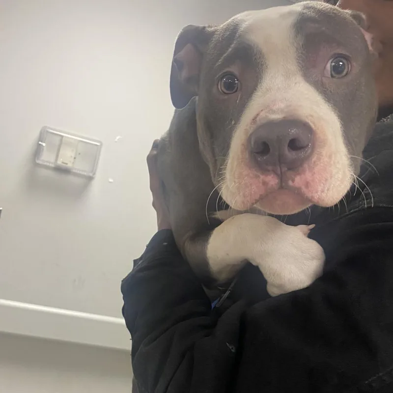 An adult medium-sized male Brown / Chocolate Mixed Breed dog named Mason for adoption in Philadelphia, PA