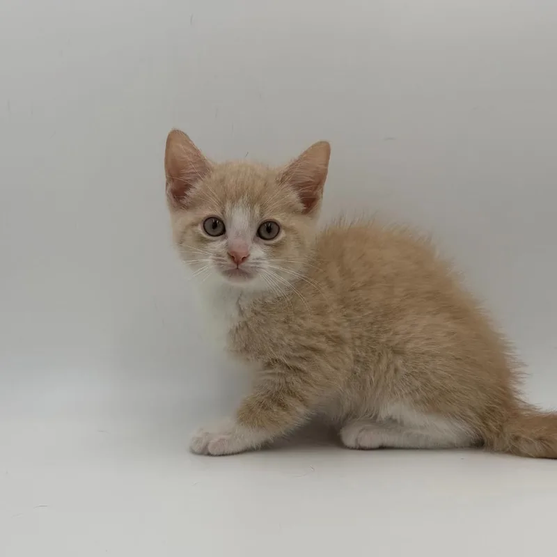 A baby medium-sized female Domestic Short Hair cat named Mayo for adoption in State College, PA