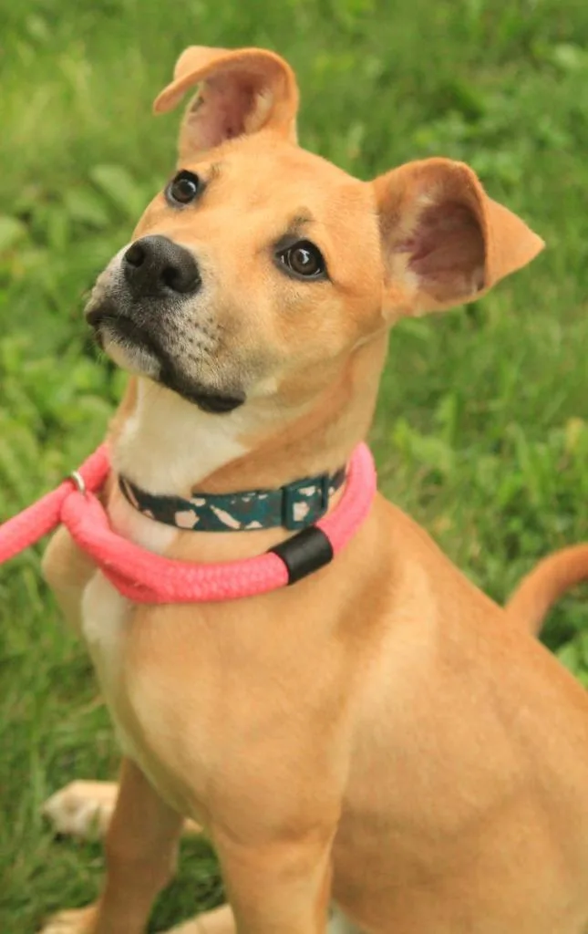 A baby large-sized female Catahoula Leopard Dog dog named Honey for adoption in Utica, MI