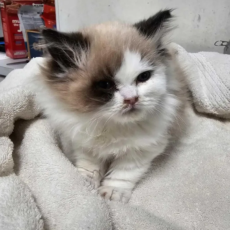 A baby small-sized female Cream / Ivory Ragdoll cat named Mariah Hairy for adoption in Los Angeles, CA