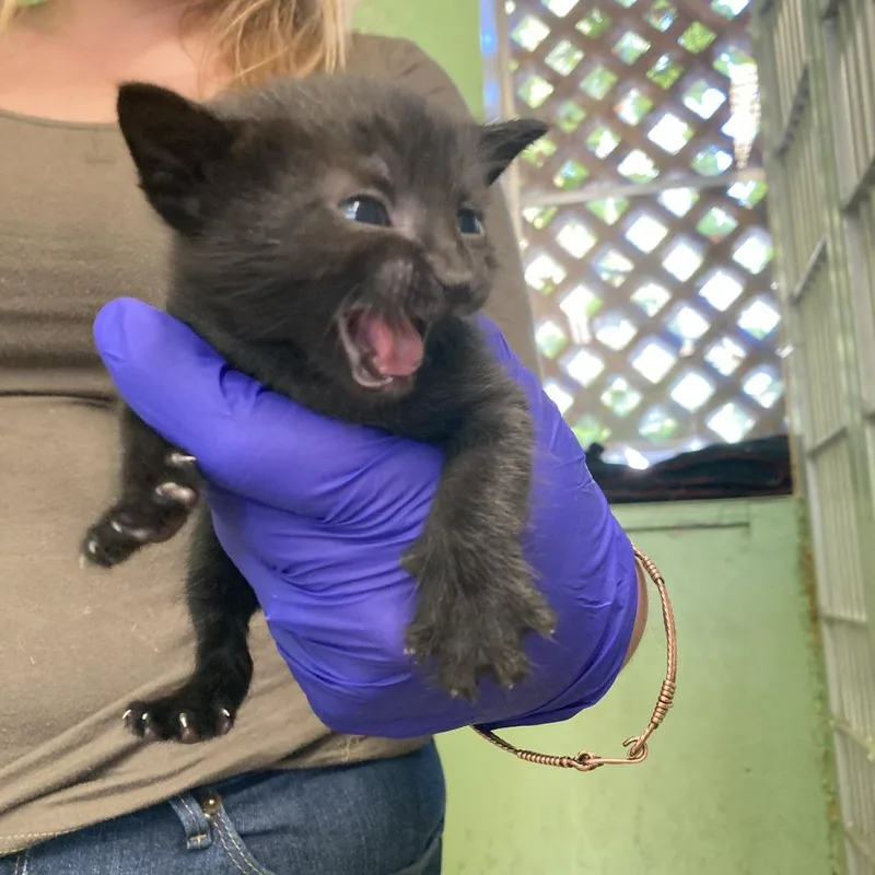 A baby small-sized female Black Domestic Short Hair cat named Joanne for adoption in St. Helena, CA