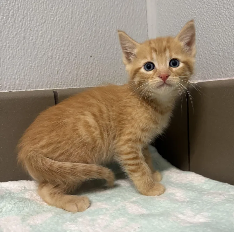 A baby small-sized male Tabby (Orange / Red) Domestic Long Hair cat named Buckingham for adoption in Lathrop, CA