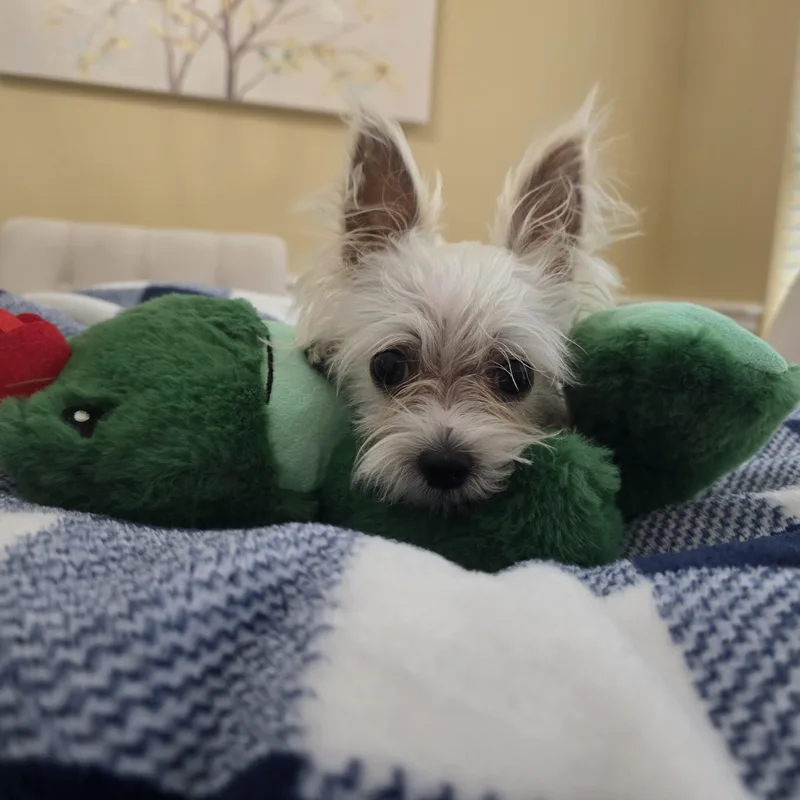 Buster thumbnail 2