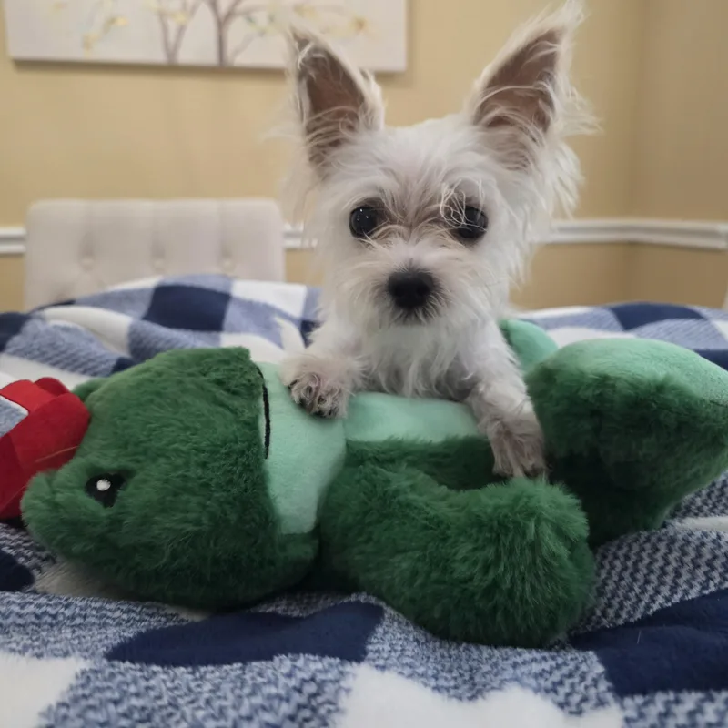 Buster thumbnail 3