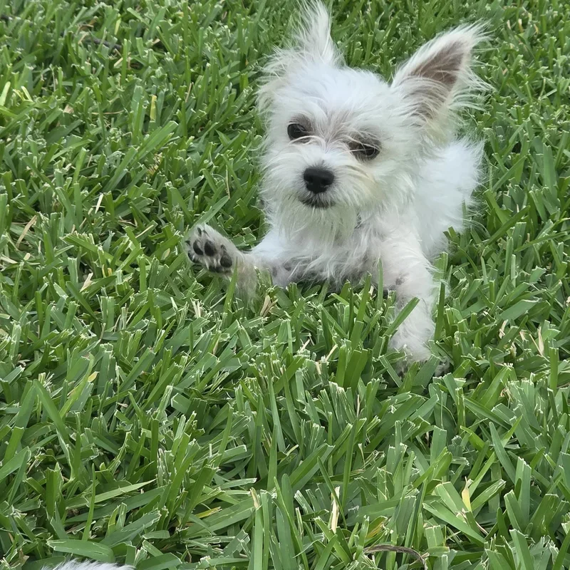 Buster thumbnail 4