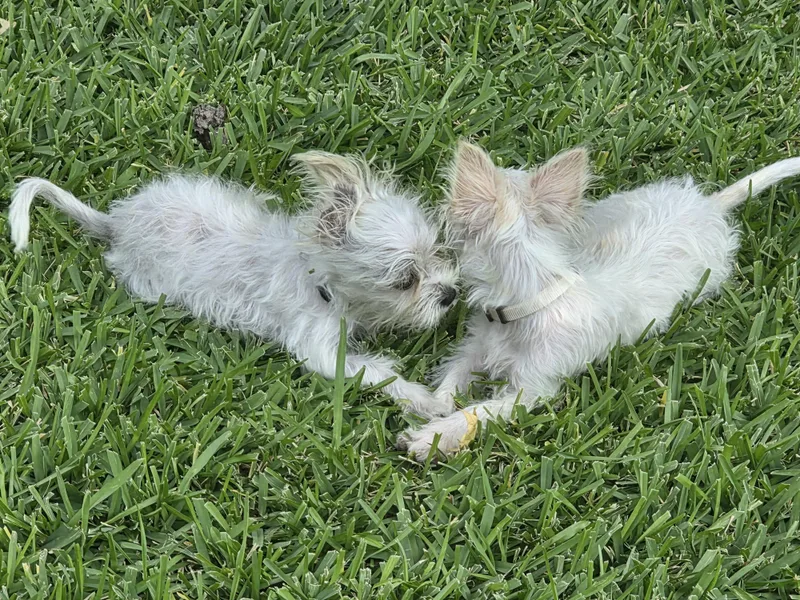 Buster thumbnail 5