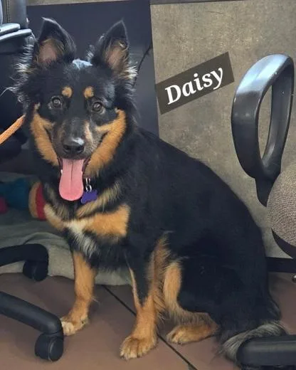 Daisy thumbnail 2