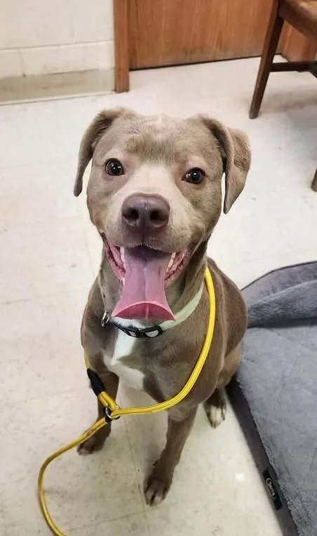An adult medium-sized female Apricot / Beige Weimaraner dog named Nessie for adoption in Reed City, MI
