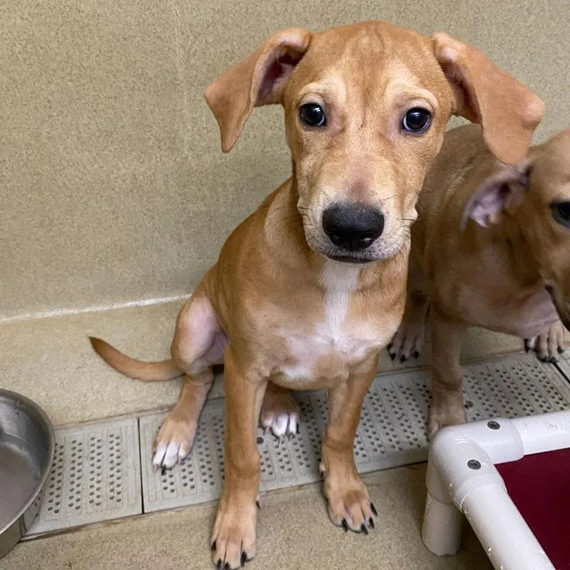 A baby medium-sized female Yellow / Tan / Blond / Fawn Coonhound dog named Corky for adoption in Monroe, GA