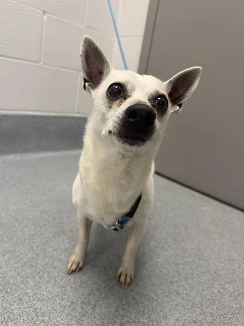 A senior small-sized male Chihuahua dog named Chico for adoption in Indianapolis, IN