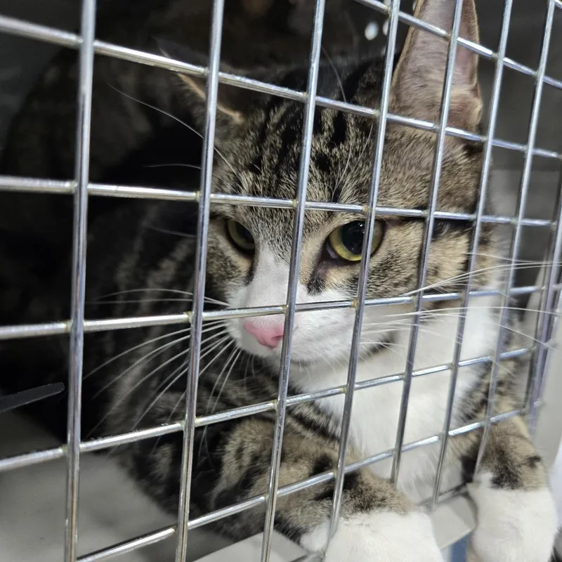 A young large-sized female Brown / Chocolate Domestic Short Hair cat named Rolo for adoption in Newark, NJ