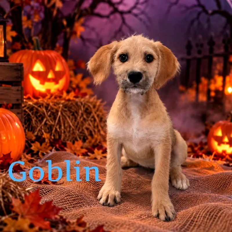 A baby medium-sized male Yellow / Tan / Blond / Fawn Mixed Breed dog named Goblin for adoption in Joliet, IL