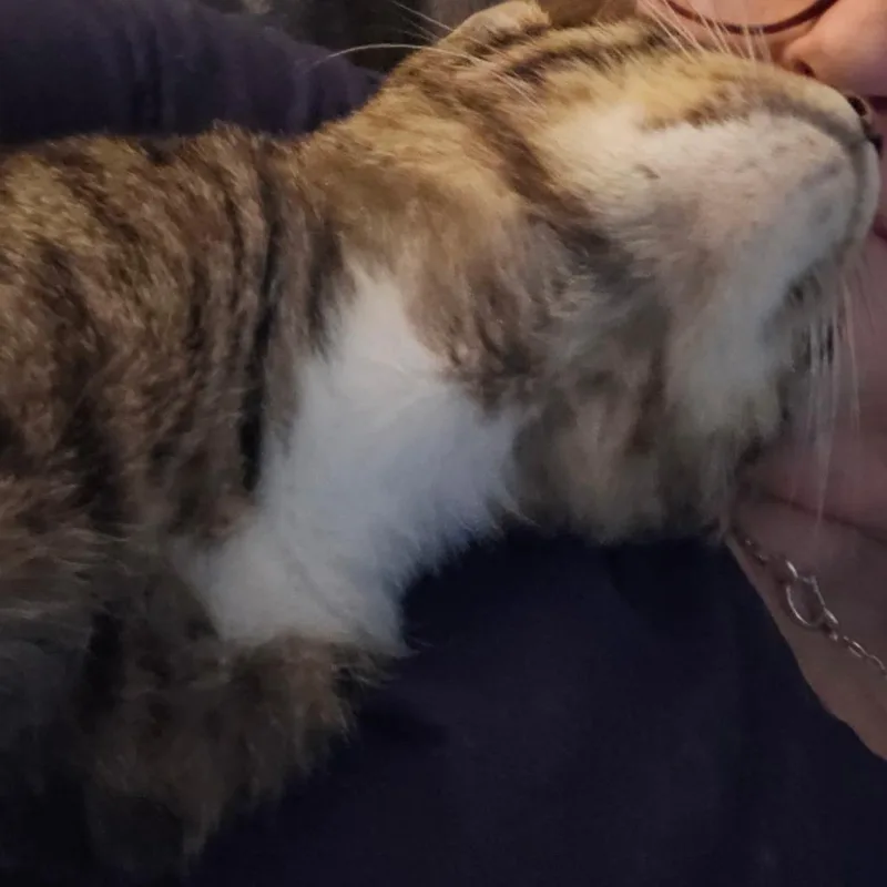 An adult small-sized male Brown / Chocolate Domestic Short Hair cat named Nuzzler for adoption in Reisterstown, MD