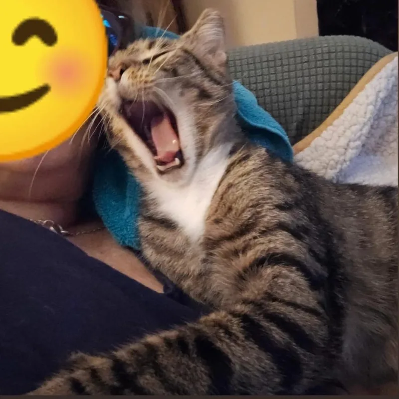 Nuzzler thumbnail 3