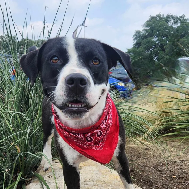 Springer Jum thumbnail 2