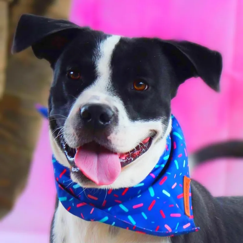 Springer Jum thumbnail 3