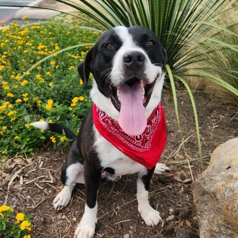 Springer Jum thumbnail 4