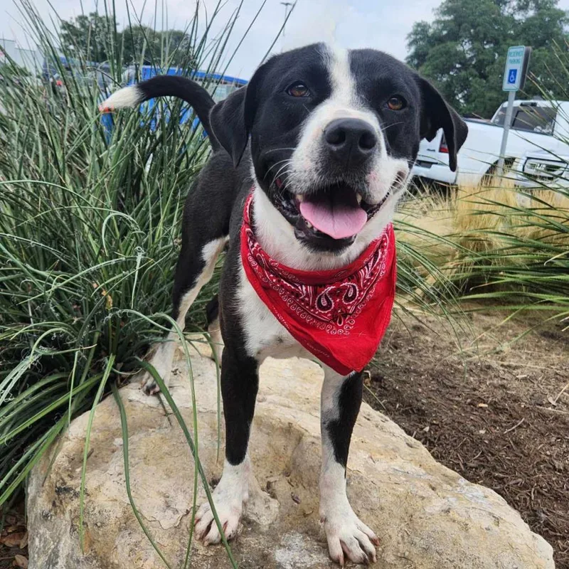 Springer Jum thumbnail 5