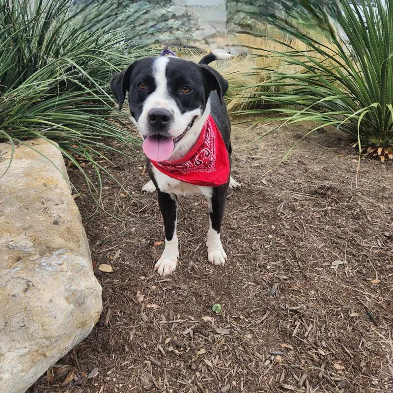 Springer Jum thumbnail 6