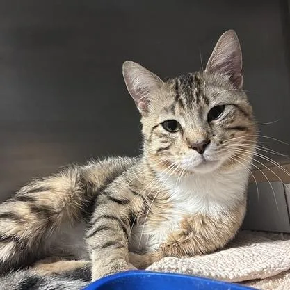 A young medium-sized male Brown / Chocolate Domestic Short Hair cat named Tomathy for adoption in Davenport, IA