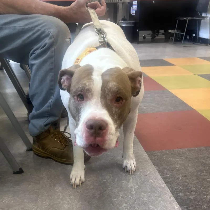 An adult large-sized female White / Cream English Bulldog dog named Delilah for adoption in Philadelphia, PA