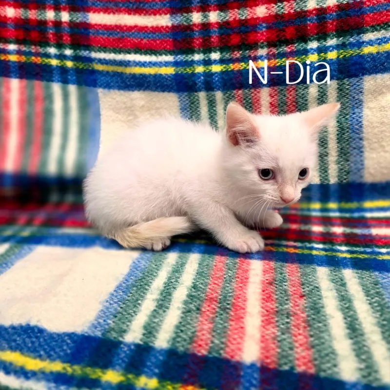 A baby small-sized male Siamese cat named NDia for adoption in Parkersburg, WV