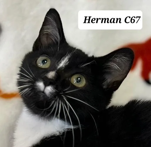 A baby medium-sized male Black & White / Tuxedo Domestic Short Hair cat named Herman for adoption in Morganton, NC