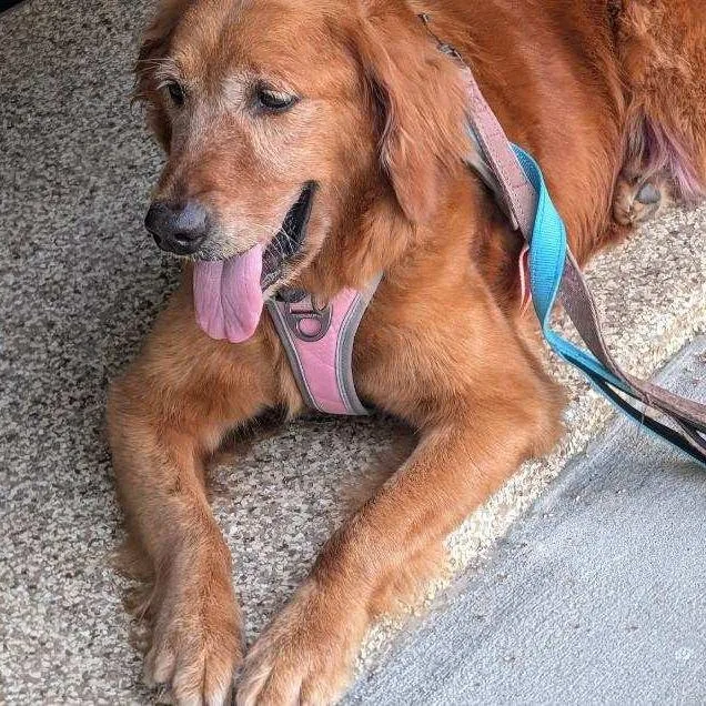 A senior medium-sized female Golden Retriever dog named Rosie for adoption in Tampa, FL
