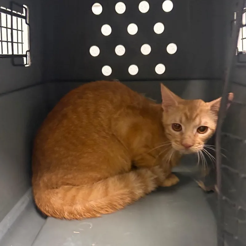 A young medium-sized male Orange / Red Domestic Short Hair cat named Gru for adoption in Abilene, TX