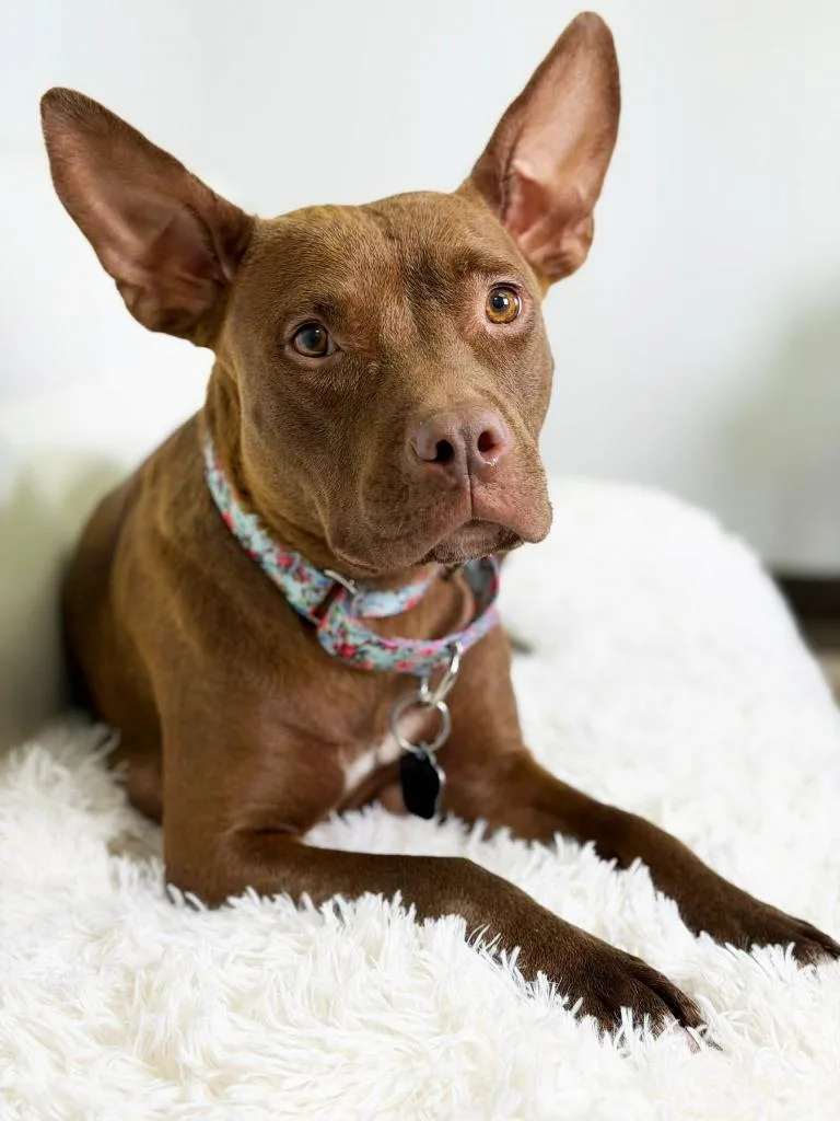 A young medium-sized female Pit Bull Terrier dog named Milano for adoption in Savage, MN