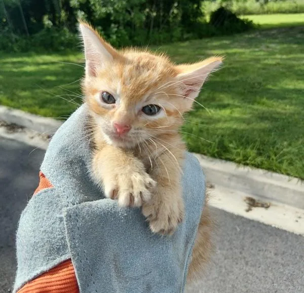 A baby small-sized male Domestic Short Hair cat named Vinny for adoption in Lafayette, LA