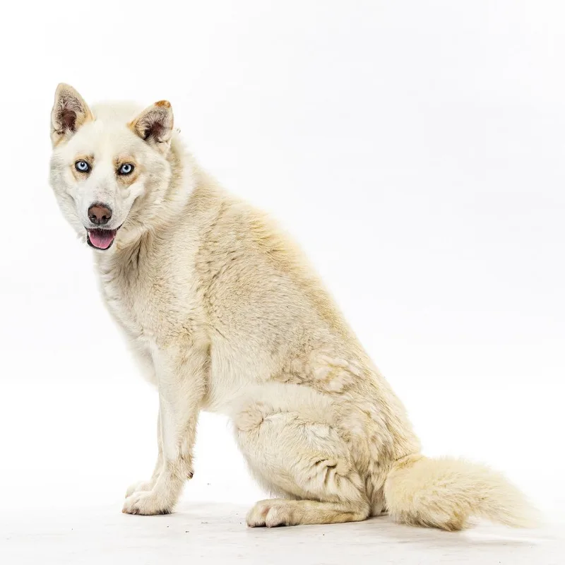 An adult medium-sized male Siberian Husky dog named Rocky for adoption in Reno, NV