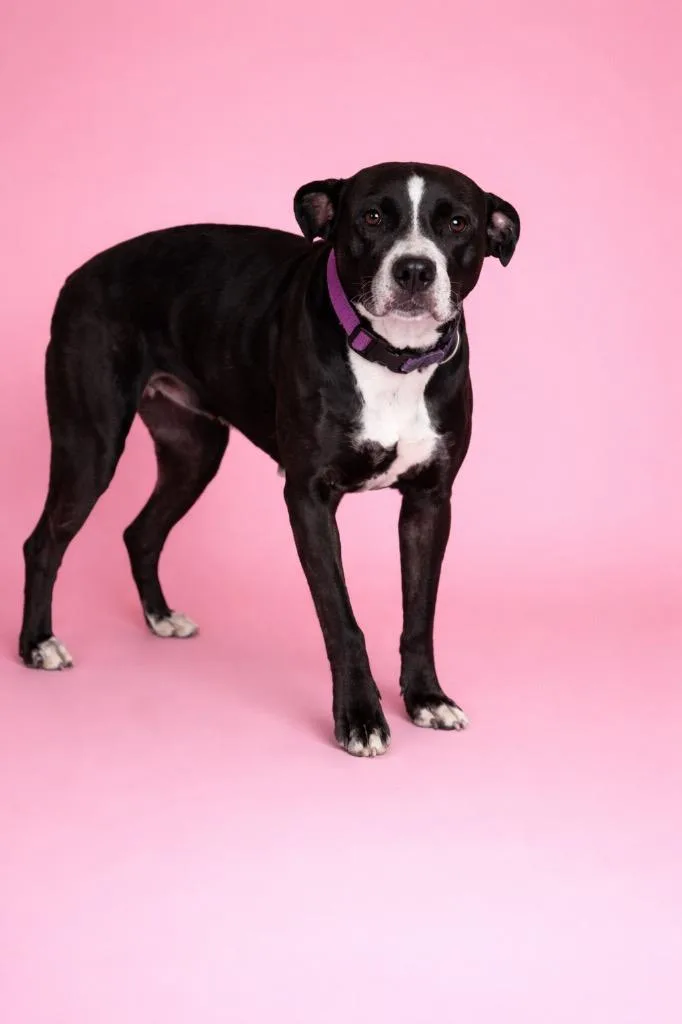 A young medium-sized female Pit Bull Terrier dog named Kaiya for adoption in Wauchula, FL