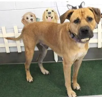 An adult large-sized male Brown / Chocolate Black Mouth Cur dog named Luke for adoption in Irmo, SC